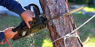 Best Commercial Tree Services  in Wenonah, NJ