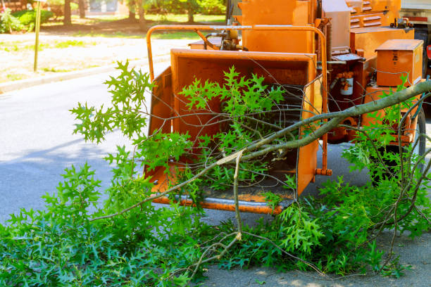 How Our Tree Care Process Works  in  Wenonah, NJ