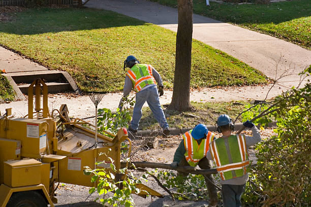 How Our Tree Care Process Works  in  Wenonah, NJ