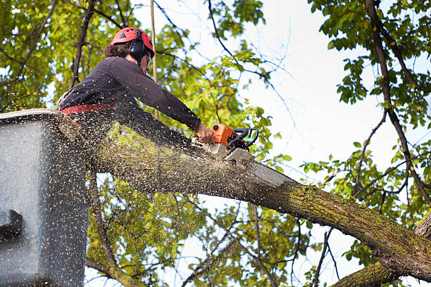 Trusted Wenonah, NJ Tree Services Experts